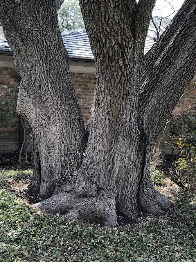 Mature heritage tree close to a Decatur property cared for by certified arborists